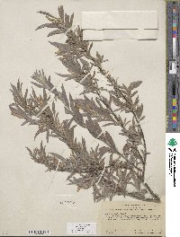 Salix exigua image