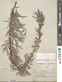 Salix exigua image