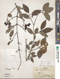 Viburnum prunifolium image