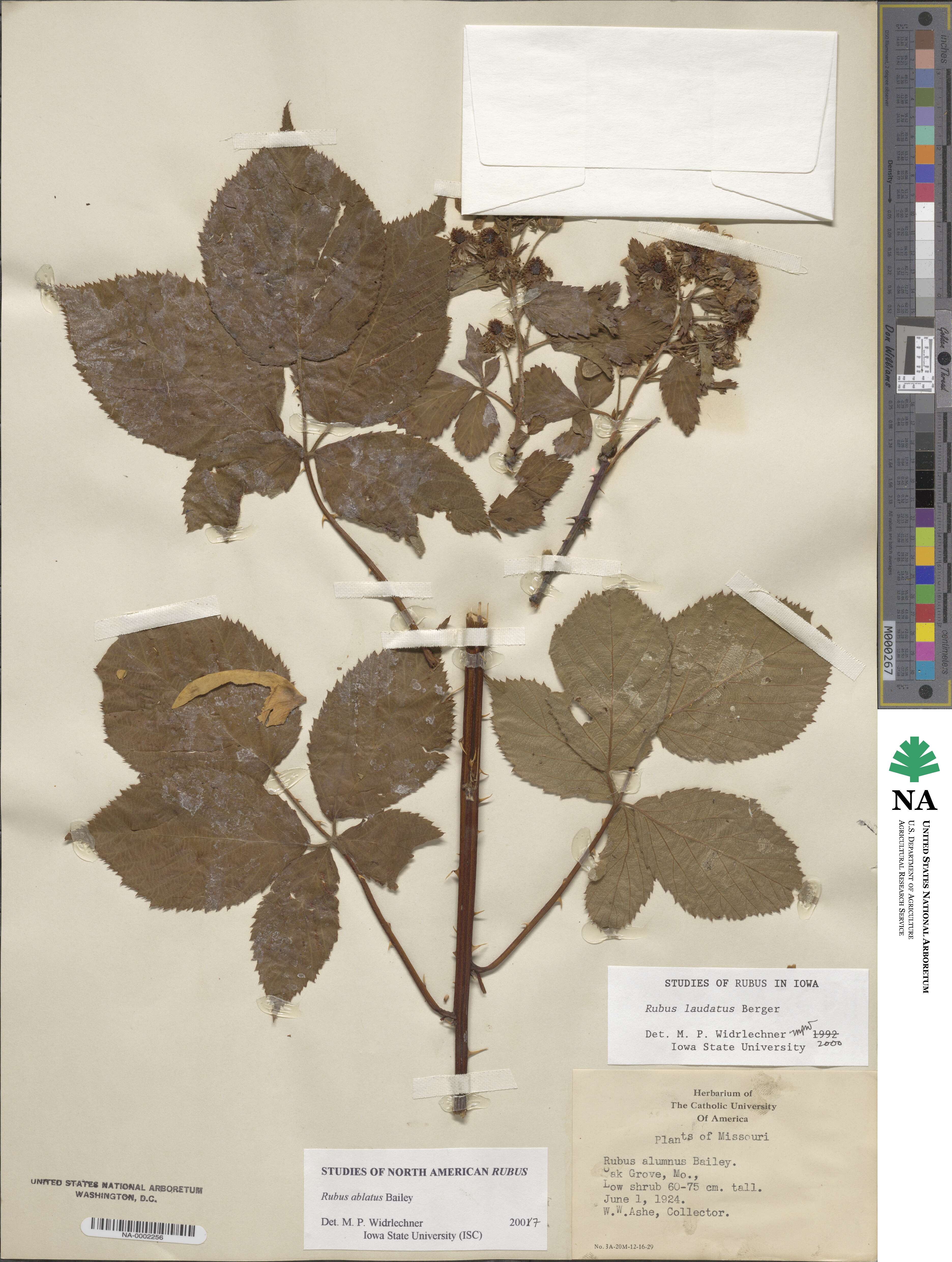 Rubus laudatus image