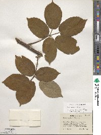 Rubus laudatus image