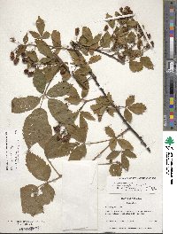 Rubus argutus image