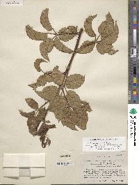 Rubus arvensis image