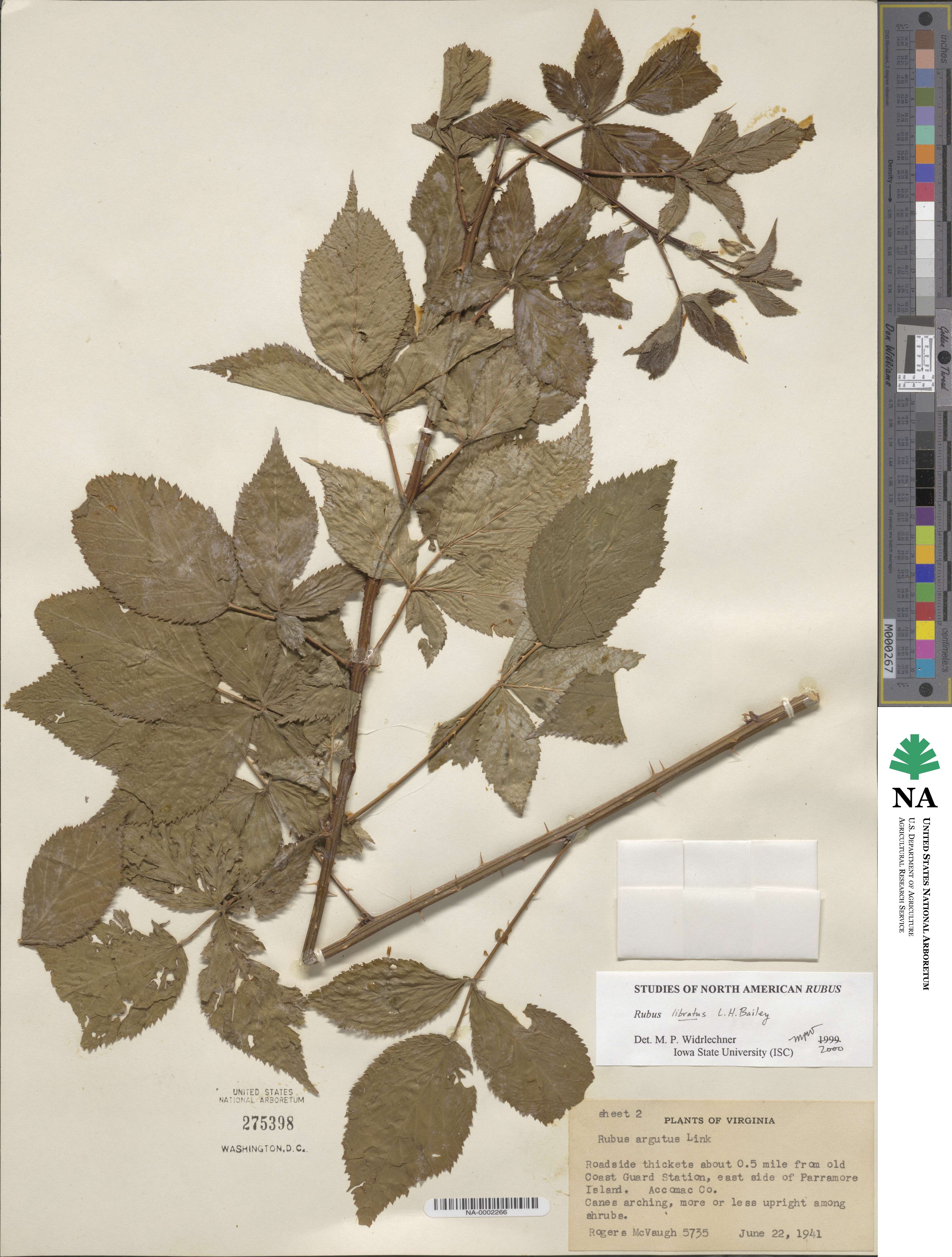 Rubus rosarius image