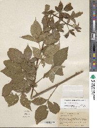 Rubus rosarius image