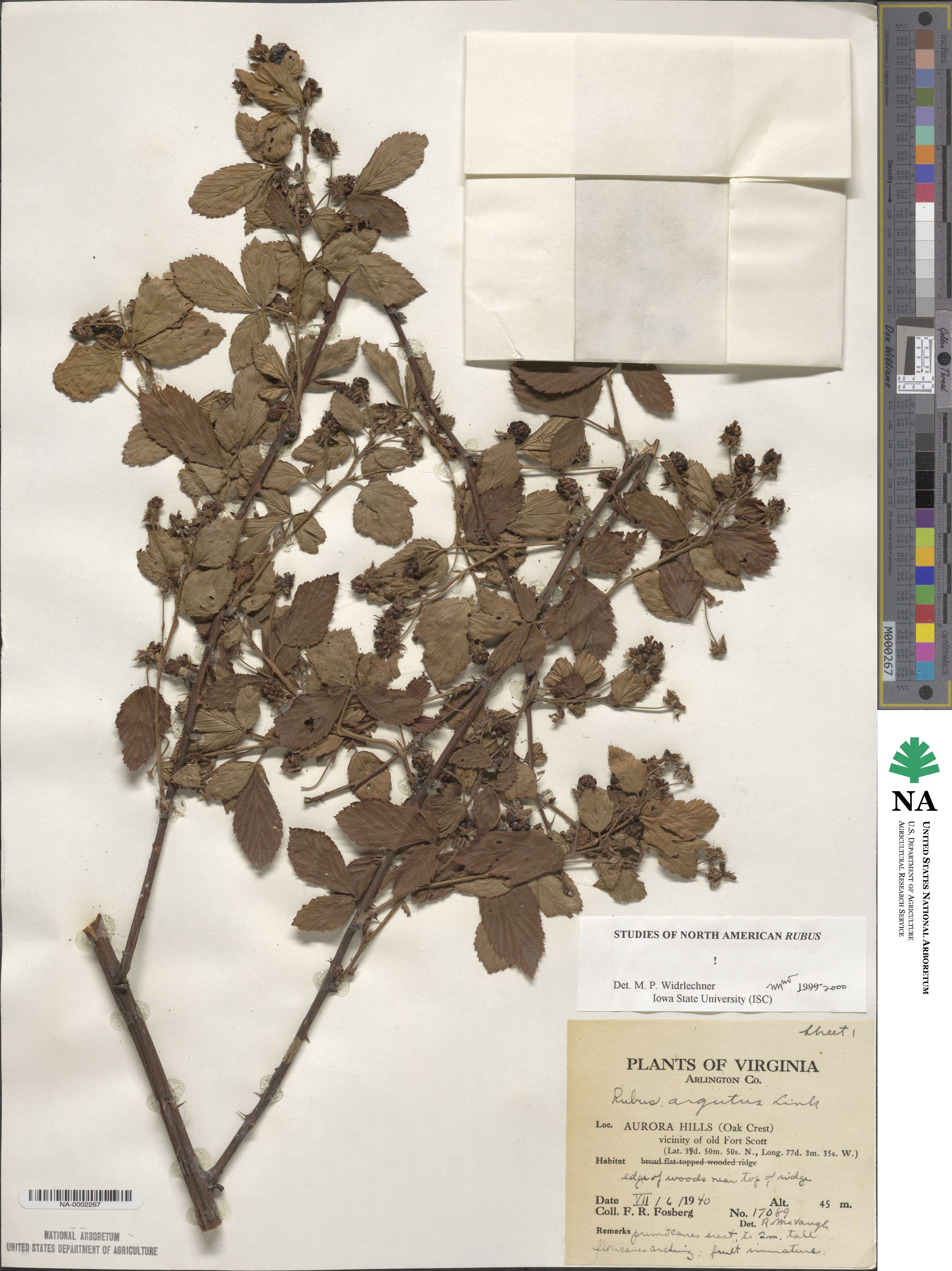 Rubus argutus image