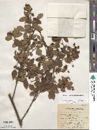 Rubus argutus image