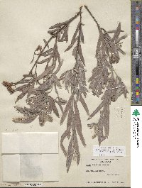 Salix exigua image