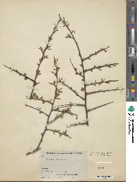 Prunus tangutica image