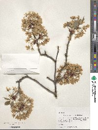 Prunus dielsiana image