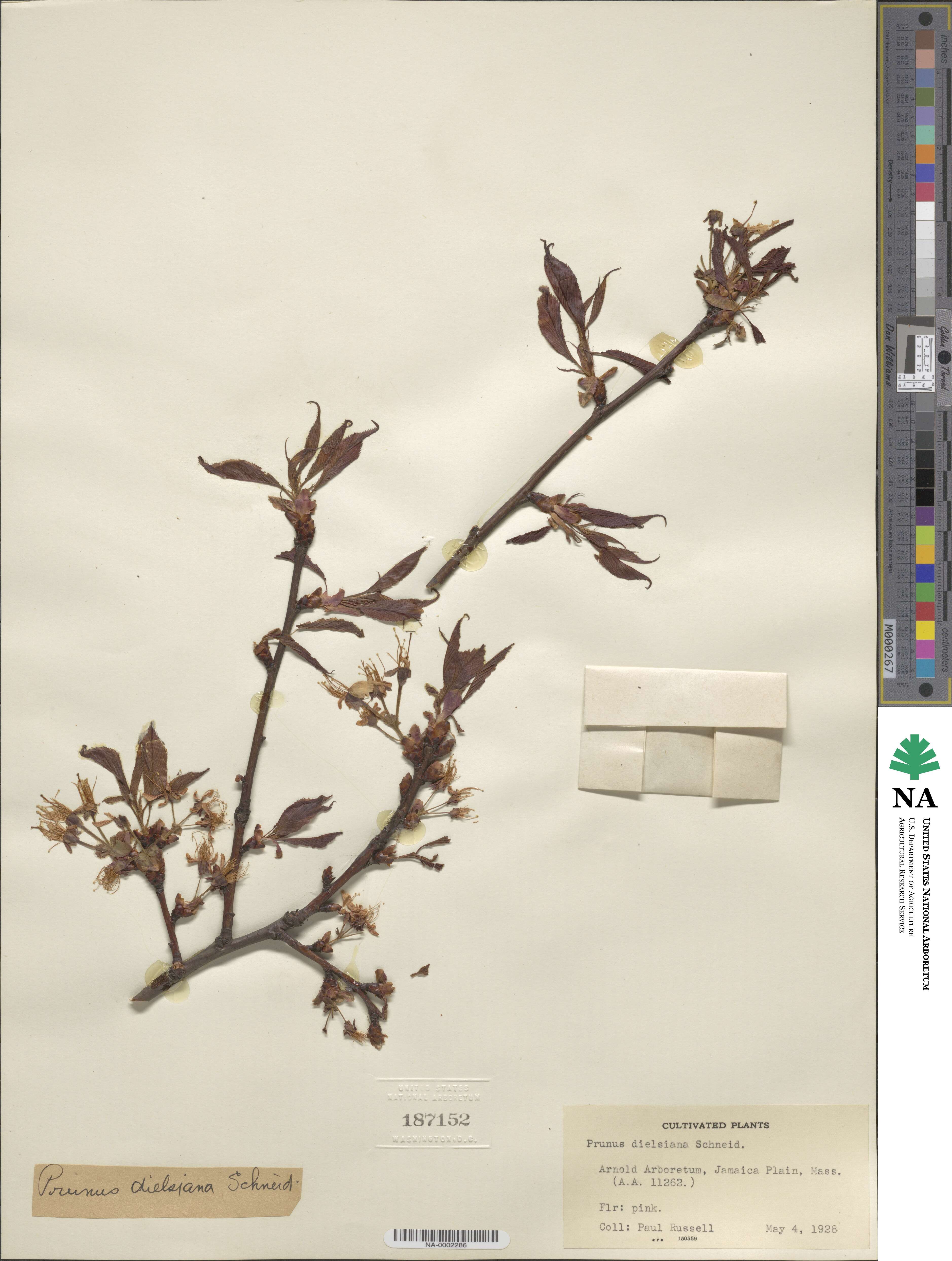 Prunus dielsiana image