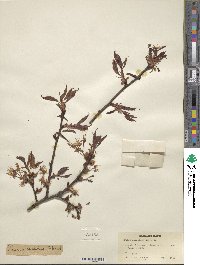 Prunus dielsiana image