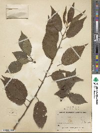 Prunus dielsiana image