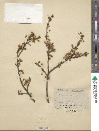 Prunus cerasifera image