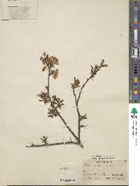 Prunus cerasifera image