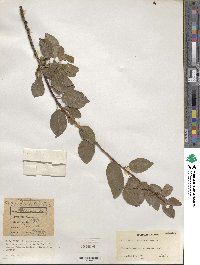 Prunus domestica image