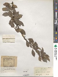 Prunus domestica image