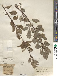 Prunus domestica image