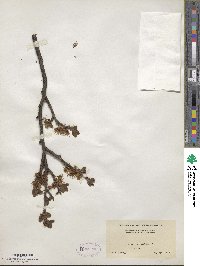 Prunus domestica image