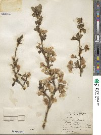 Prunus domestica image