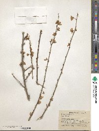 Prunus domestica image