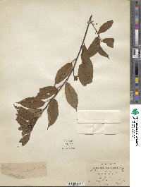 Prunus domestica image