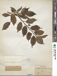 Prunus domestica image