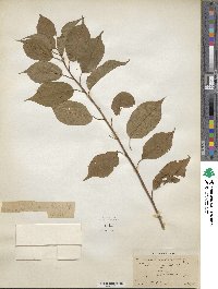 Prunus domestica image