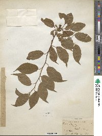 Prunus domestica image