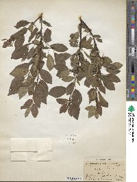 Prunus domestica image