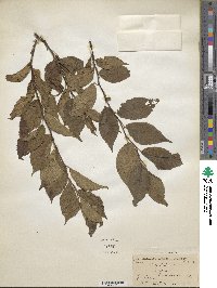 Prunus domestica image