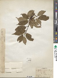 Prunus domestica image