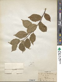 Prunus domestica image