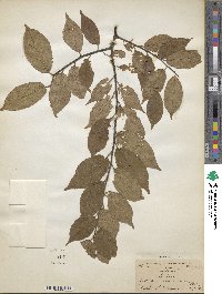 Prunus domestica image