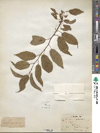 Prunus domestica image