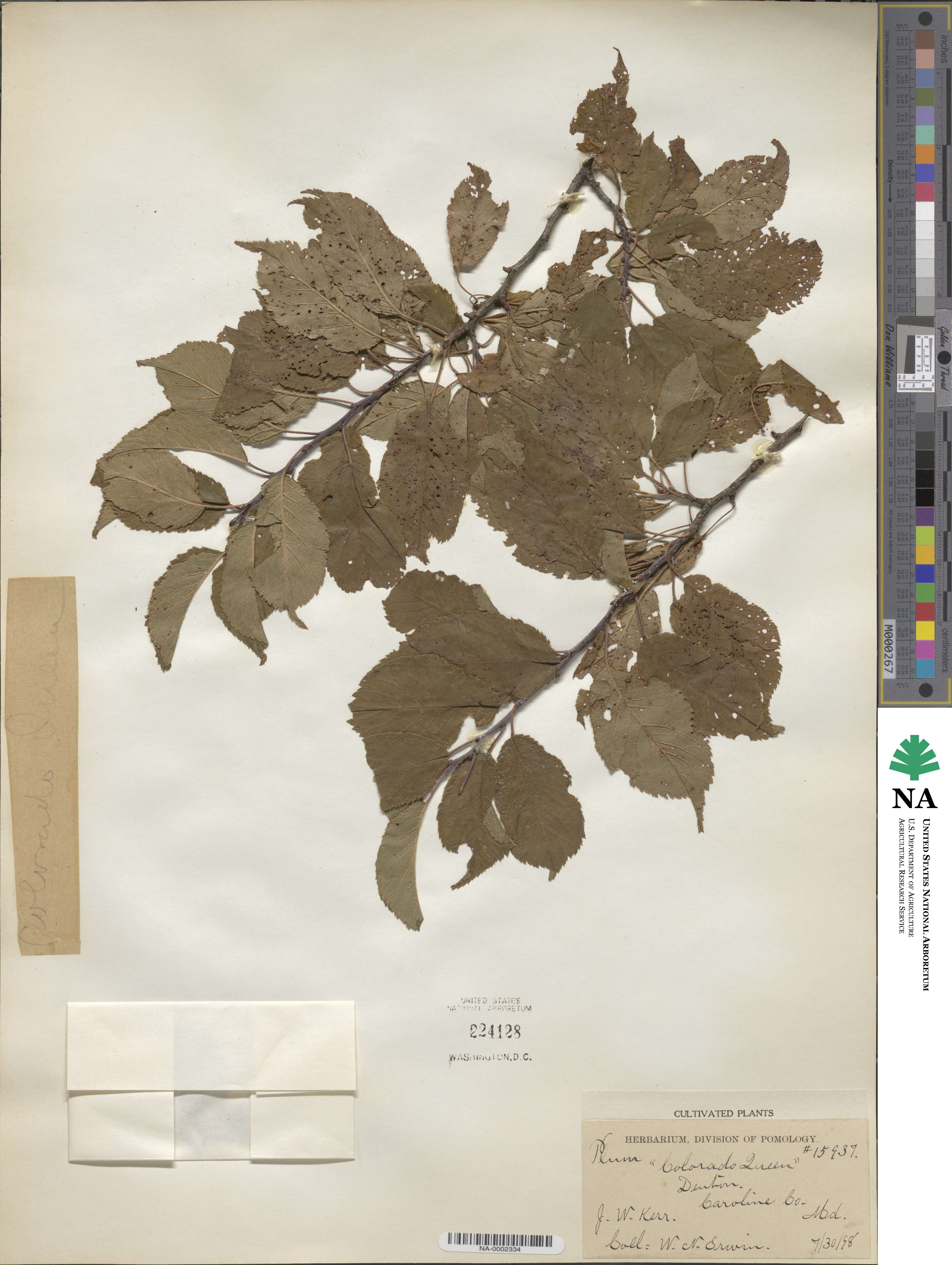 Prunus domestica image