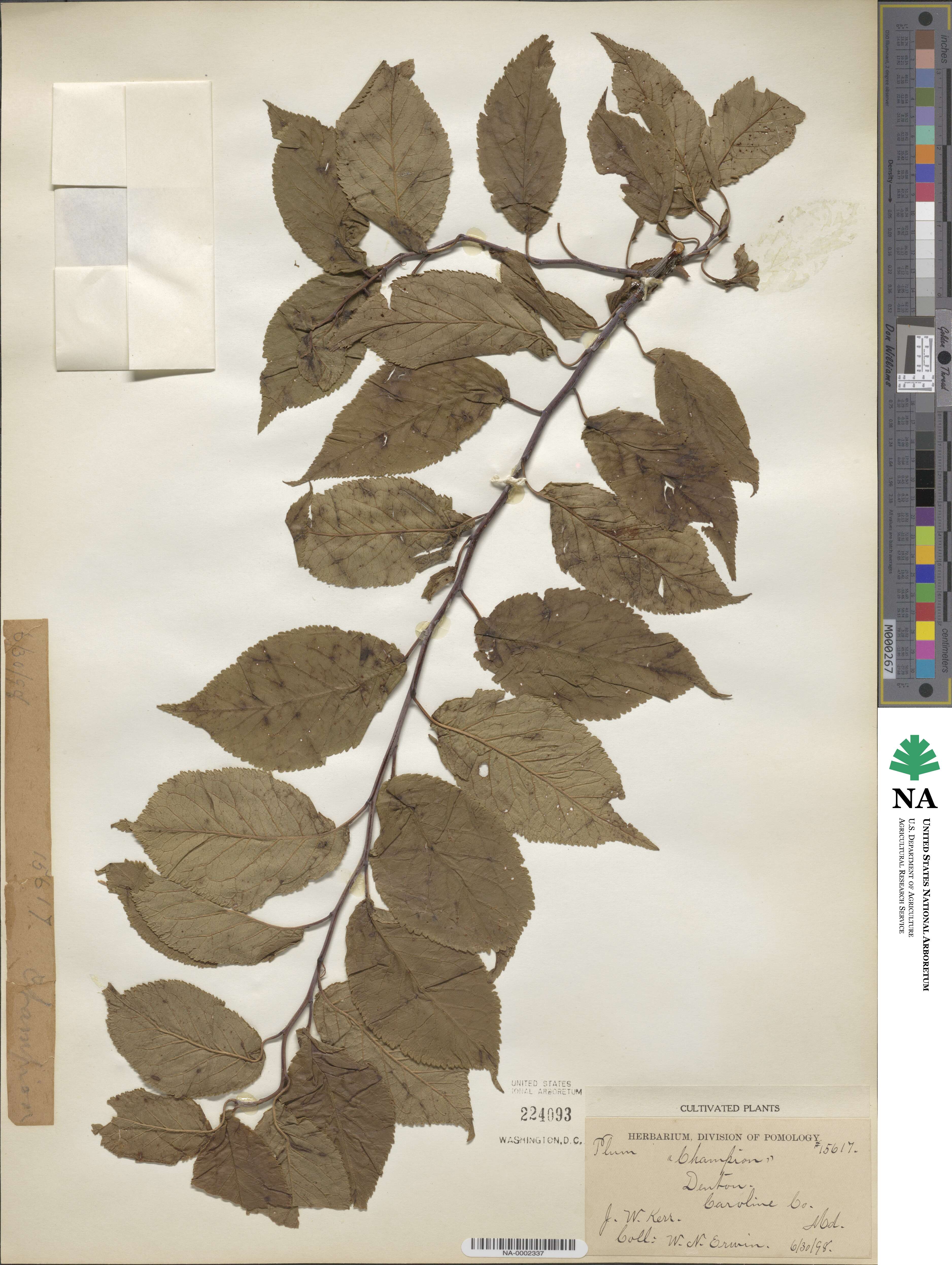 Prunus domestica image