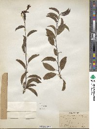 Prunus domestica image