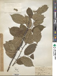 Prunus domestica image