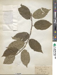 Prunus domestica image