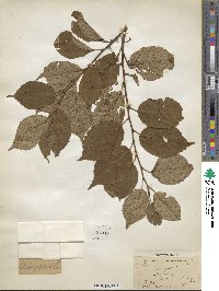 Prunus domestica image