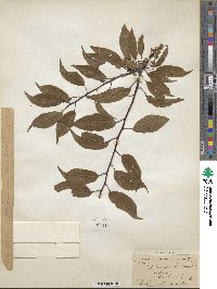 Prunus domestica image