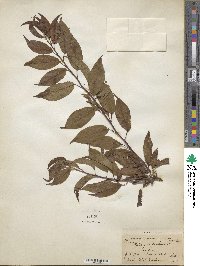 Prunus domestica image