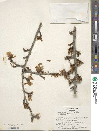 Prunus dulcis image