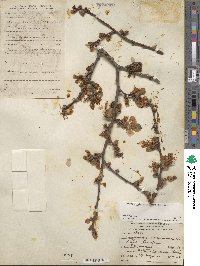 Prunus dulcis image