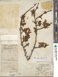 Prunus dulcis image