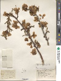 Prunus dulcis image