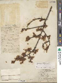 Prunus dulcis image