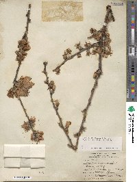 Prunus dulcis image
