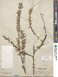 Salix exigua image